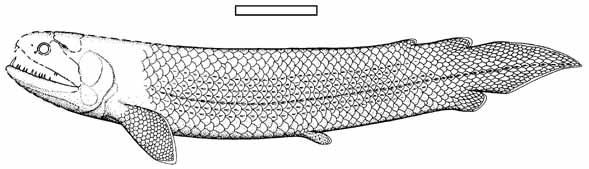 Rhizodonts Rhizodonts = extinct group of sarcopterygian fishes.