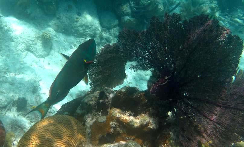 Finfish Survey Finfish species were surveyed on described above.