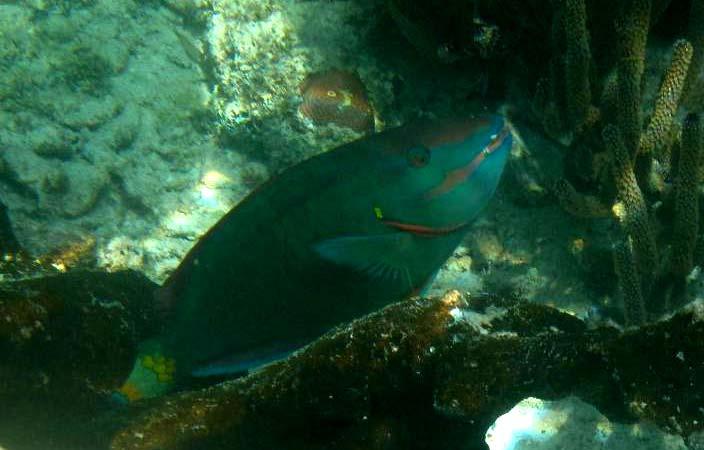 Stoplight Sparisoma viride The stoplight parrotfish was one of the most commonly fished species at Glover s during the period 2005 to 20 as determined by the Glover s Reef Marine Reserve s Fisheries