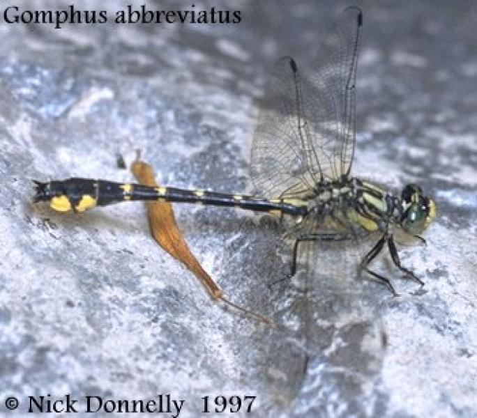 Spine-crowned Clubtail Scientific Name Family Name Gomphus abbreviatus Hagen in Selys, 1878 Gomphidae Clubtails Did you know? There are at least 1,000 species of Clubtails worldwide (Dunkle 2000).