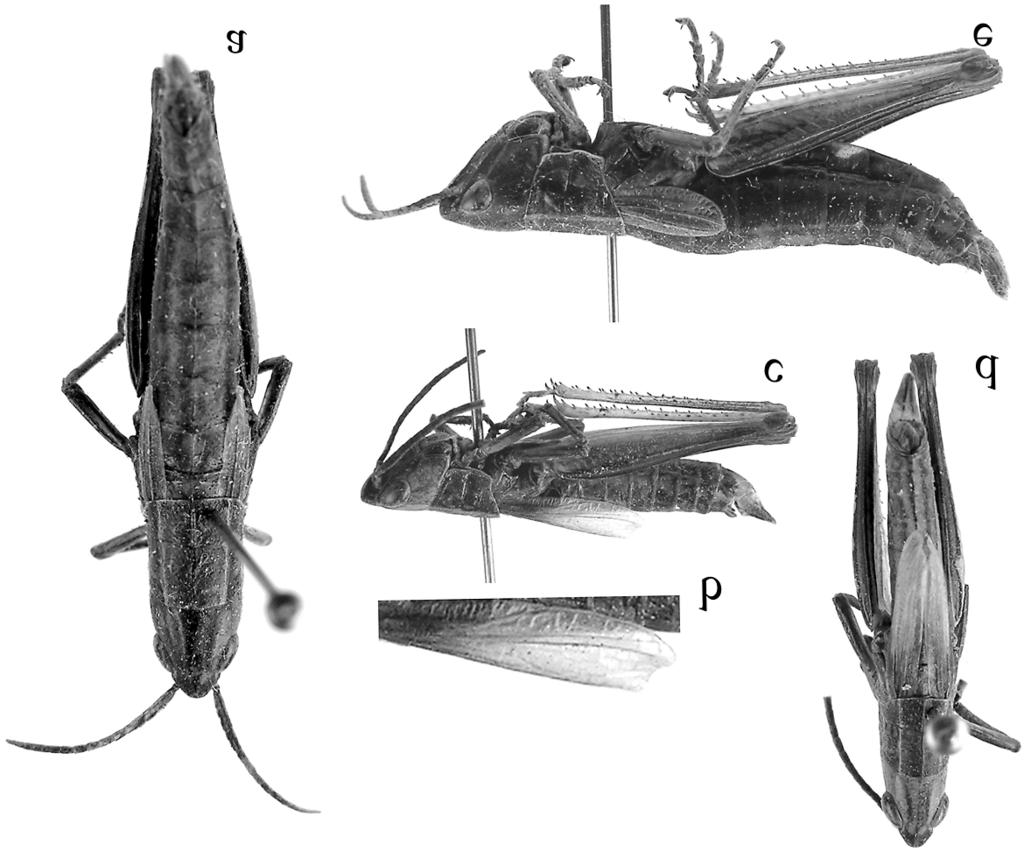 ENTOMOL. FENNICA Vol. 18 A new species of Confusacris, with a key 209 Fig. 2. Photographs of C. xinjiangensis sp. n. a. Body of female, dorsal view. b. Elytron of male, lateral view. c.