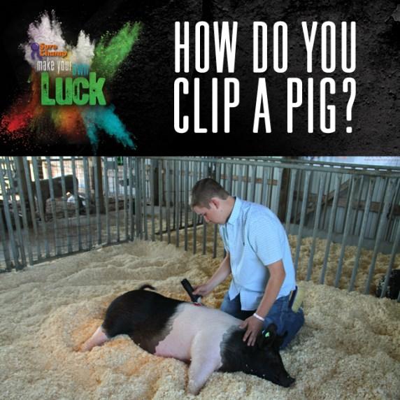 It s important to clip the body of your pig evenly and at the proper length. Some shows have rules about hair length, so always check your show rules before clipping your pig.