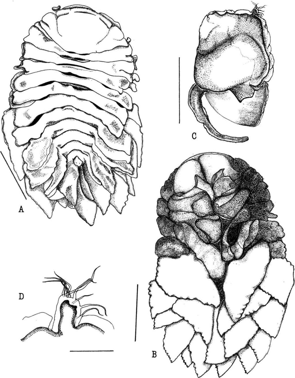 ROMÁN-CONTRERAS AND BOYKO: NEW BOPYRID INFESTING GALATHEIDS 371 Fig. 1. Female of Bathione magnafolia n. gen., n. sp., holotype (EMU-5460).