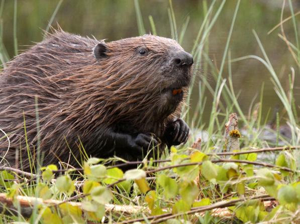 A team at the University of Exeter recently monitored a pair of A beaver beavers that had been re-introduced to the Devon wild in 2011 as part of a trial.