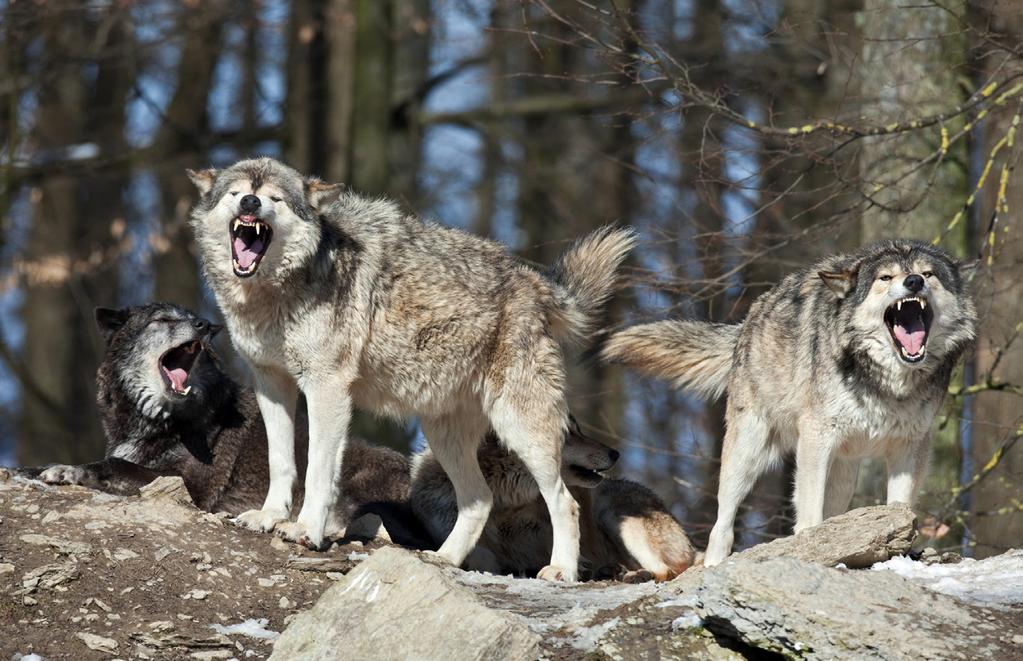 REWILDING CONTENDERS THE WOLF The extinction of wolves in Britain came about as a direct result of human interference.