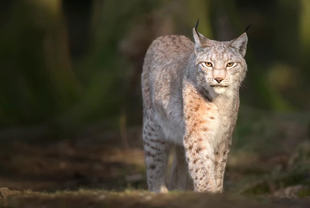 The Eurasian lynx, the largest of the four species, was forced out of most of Western Europe by habitat destruction and hunting.