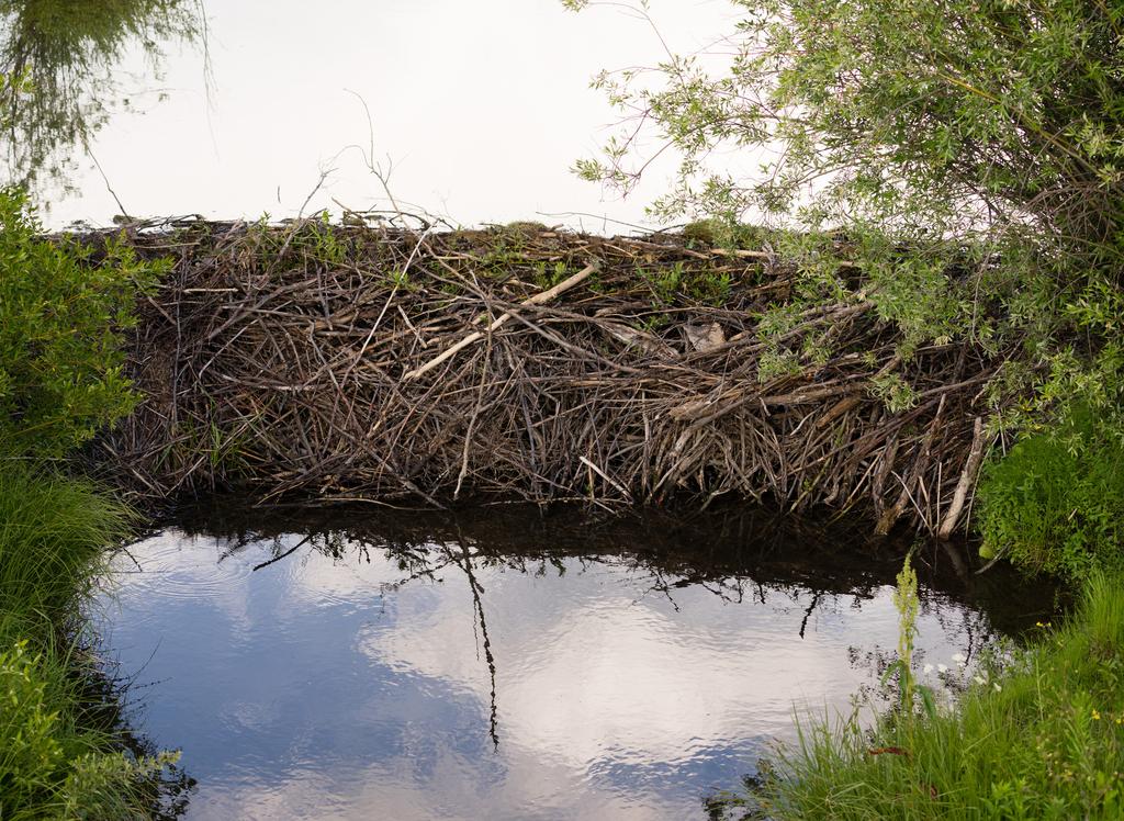 THE DEVON BEAVER TRIAL opinion A dam built by beavers The public is currently paying people to build leaky dams to keep storm waters in the uplands.
