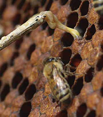 3. Frame removed from hive that has cells of disease or malformed 6-sided worker cells (transition cells) or drone cells or drone layer or laying worker. STATION 3: View frame before you. 3A.
