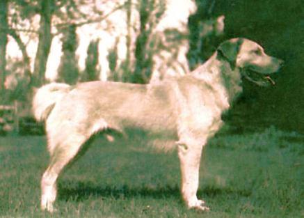 Slide 3 The Chinook is an American Breed. The Chinook Breed originated in New Hampshire in the early 1900 s.
