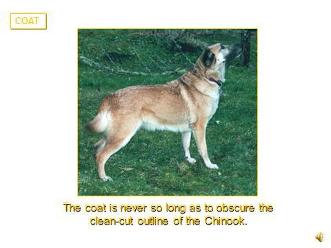 Slide 67 COAT Thick double coat, lying close to the body The outer coat is straight, strong and course. The undercoat is short and dense, downy in texture, providing insulation.