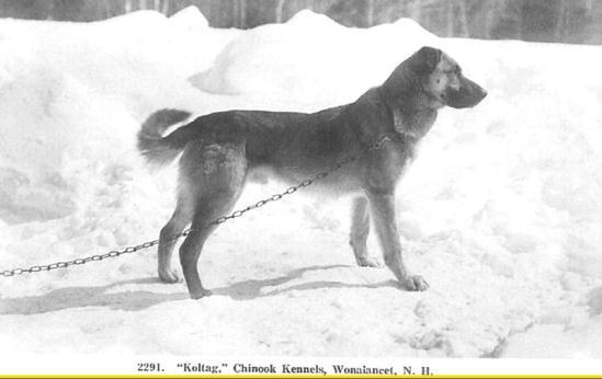 Slide 9 Herding Breed Influence Historic Photo: early 1900 s Walden bred Chinook to Murra, a Belgian Shepherd of work class type, father brought back from the war, and to Erika, an AKC