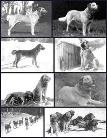 Slide 10 Chinook With his progeny When Walden came back from Antarctica, he transferred full interest in his Chinook Kennels to Milton and Eva Short Seeley who took Walden s Chinook stock and