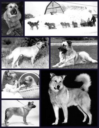 Slide 11 Perry Greene Era Chinooks Photos circa 1940-1966 The continuation of the breed rested with Julia Lombard, of Wonalancet-Hubbard Kennel, and later Perry Greene, who