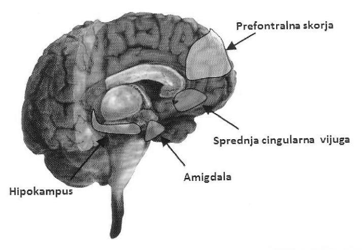 manjšo sposobnost spopadanja s težavami, čustvovanje in spomin (Grubič 2012, 11-12, 16-18; Bon in Žmitek 2012). Amigdala je v povezavi s hipokampusom pomembna pri ustvarjanju čustvenega spomina.