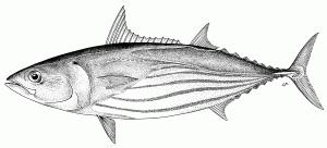 Several fish species are included under the name tunas.