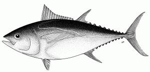 study. Related codes Tunas are differentiated in the COMEXT nomenclature for the whole fish (fresh and frozen) but not for fillets (except loins for the canning industry).