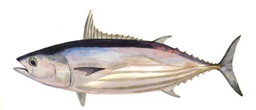 Seafood Watch Seafood Report Skipjack tuna Katsuwonus pelamis Inter-American Tropical Tuna Commission/George Mattson All Regions Original Report