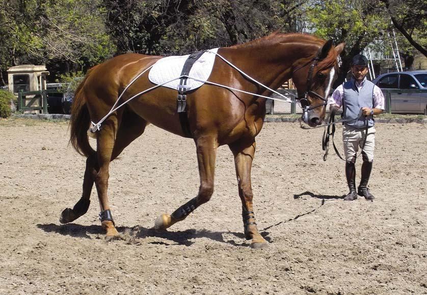 PESSOA Training Aid When developing the Training Aid, Nelson Pessoa acknowledged that a horse s all important back muscles need to be free when working to achieve that all desired balance and