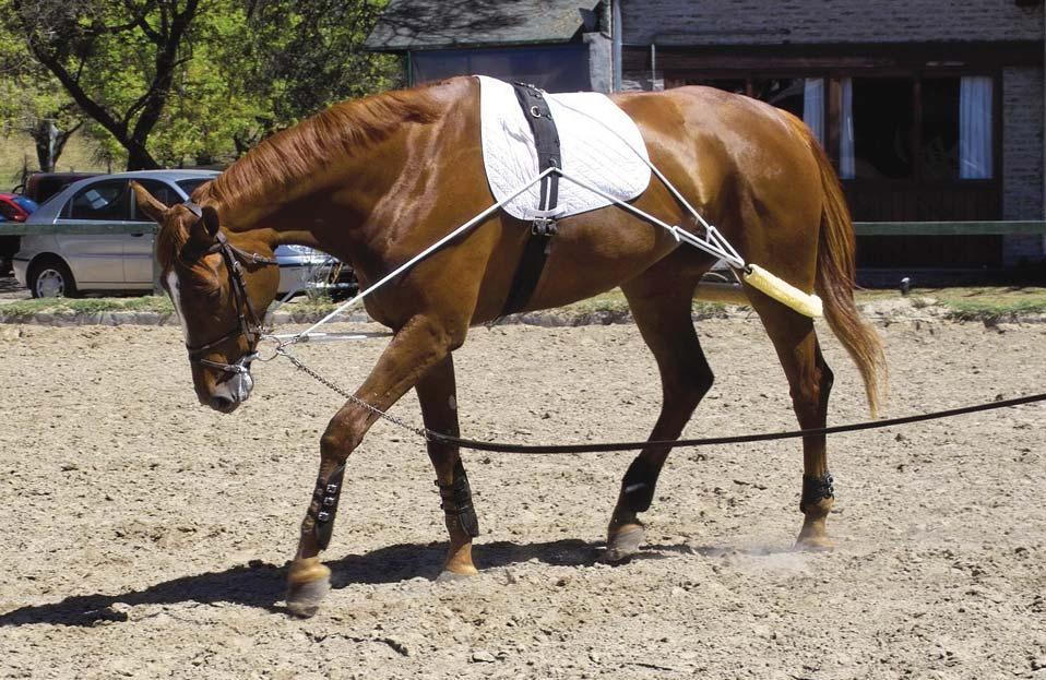 Ideally, work with the Pessoa Training Aid should begin when the horse is young.