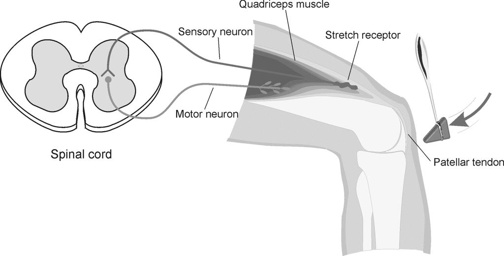 Name: Neuromuscular Reflexes Experiment 14A The automatic response of a muscle to a stimulus is called a reflex.
