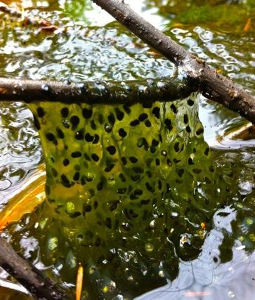 Wood Frog Eggs in the