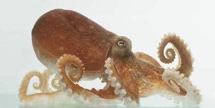 The common octopus eggs are