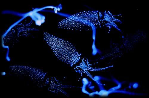 ENVIRONMENTAL CHALLENGES COMMUNICATION Bioluminescence Deep sea