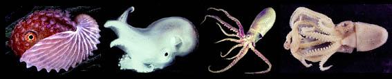 Young Scientific Name Location Octopus ornatus Great Barrier Reef Argonautoida