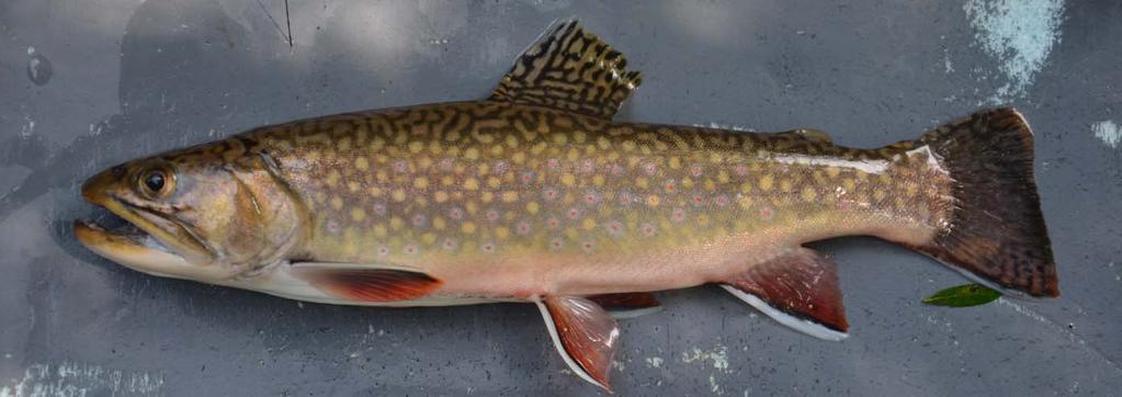 Figure 3: Typical photograph of a brook trout used in the analysis of morphometric variations.