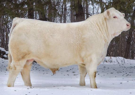 Consigned by R & K Charolais 27 YELLOW JACKET SON COMPOSITE HFR 3089 Pending Calved: 4/3/2016 Polled RAILE 5744 X150 SCR SMOKER R5744 PD BNH MISS CLIFFIE 3089 RC NICHOLE 0387 BNH MISS PACKER 1091 BNH