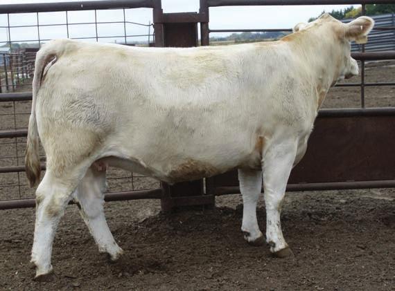 50 F1177386 Calved: 3/19/2013 Polled TR MR FIRE WATER 5792RET THOMAS OAHE WIND 0772ET P TR MR INDEPENDENCE 9695 THOMASSWISSERSWEET1764ET TR MS SMOKETTE 6758S ET TR SMOKEONTHEWATER ET ALC KATE T07K