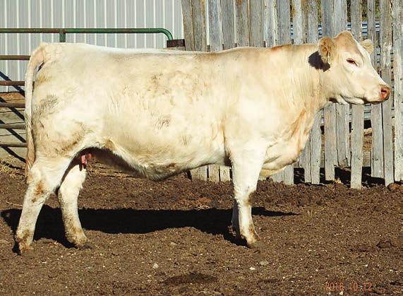 Bred AI on 4/16/2016 to High Bluff Casanova 13C and PE to IKE Marbler 841-3115. A high indexing, easy keeping Tuffy daughter. She is bred to High Bluff Casanova.