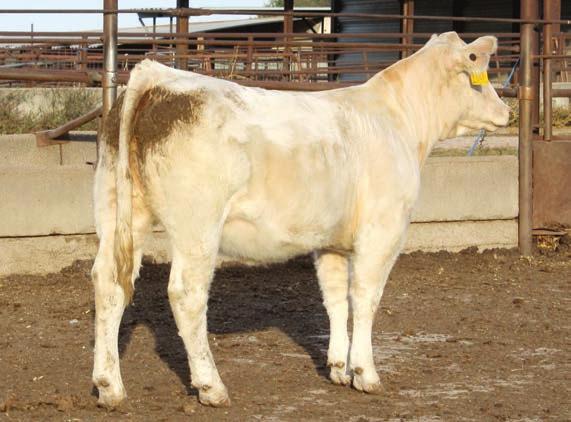 Consigned by Ben & Jamie Keep Open Heifers Lot 1 SCR MISS ROCKYRIDGE 6153 2 F1223892 Calved: 3/4/2016 Polled FC MARBLER 0355 P SCR STONERIDGE 3171 FC MS CHARLIE 1209 P SCR MISS MAPLE 9021 SCR CHICO