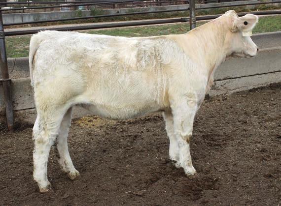 , adj. weaning wt. 680 lb., ratio 110. A really stout, thick, correct Stoneridge 3171 daughter out of a first calf Bronco daughter who is very quiet.