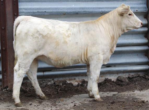 TF MISS MARVELOUS 1605 15 F1224090 Calved: 3/14/2016 Polled IKE MARBLER 841-3115 MS IKE BRONCO 1079 SCR BRONCO 9026 BW 0.