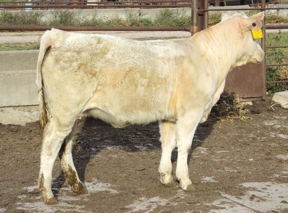 100 lb. This is a super brood cow prospect that is really quiet and eye-appealing. Her dam was one of the high selling females from Odden Ranch in the 2013 Female Sale.