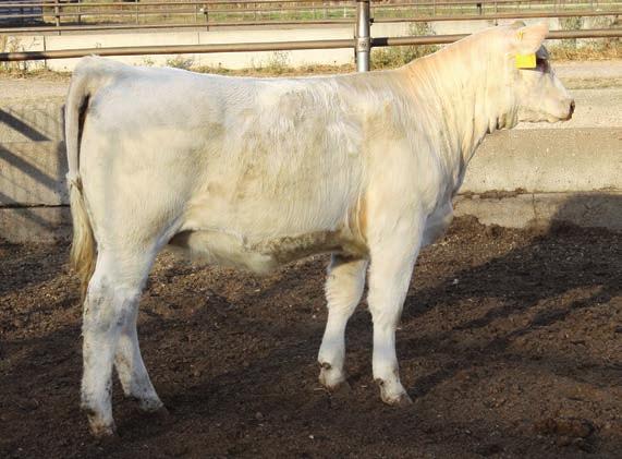 , ratio 100. 19 GS MS ROUGE EF1223277 Calved: 2/11/2016 Polled Birth wt. 80 lb., adj. weaning wt. 637 lb., ratio 100. 20 GS MS BLUSH EF1223276 Calved: 1/16/2016 Polled Birth wt.