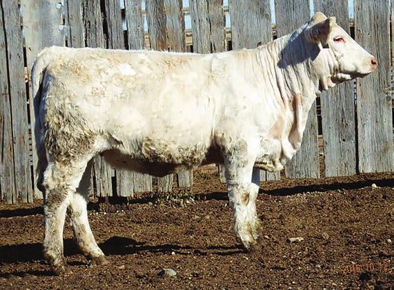 A fancy Wrangler daughter with a bright future ahead of her. Her dam sells as Lot 65.