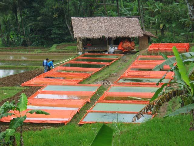 Aquaculture Practiced Extensive aquaculture: fish culture is an additional activity but production controlled.