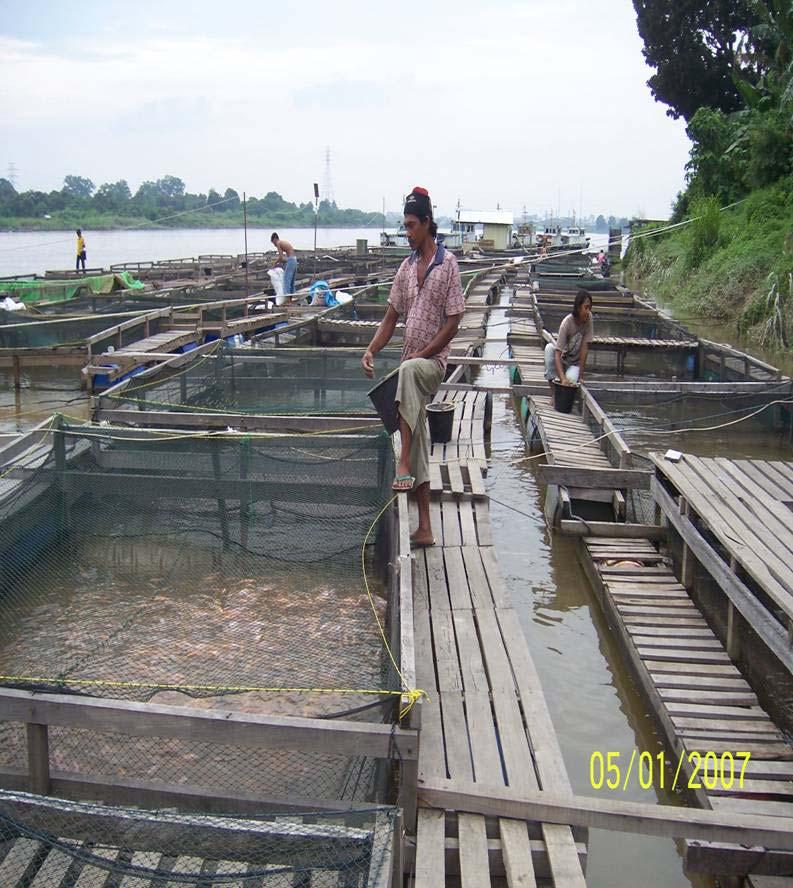 Aquaculture Practiced Intensive aquaculture: fish