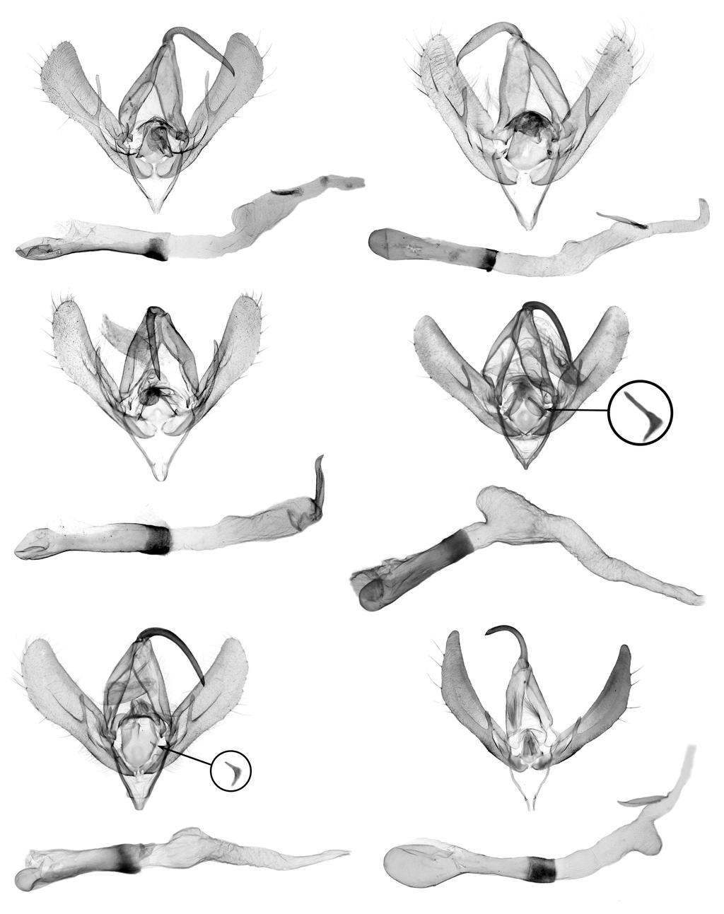 A REVIEW OF MEGALOGRAPHA LAFONTAINE AND POOLE 9 INSECTA MUNDI 0077, June 2009 5 10 11 12 13 14 Figure 9 14. Male genitalia of Megalographa spp. and Lophoplusia sp. 9) M.
