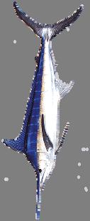 blue marlin, by quarter