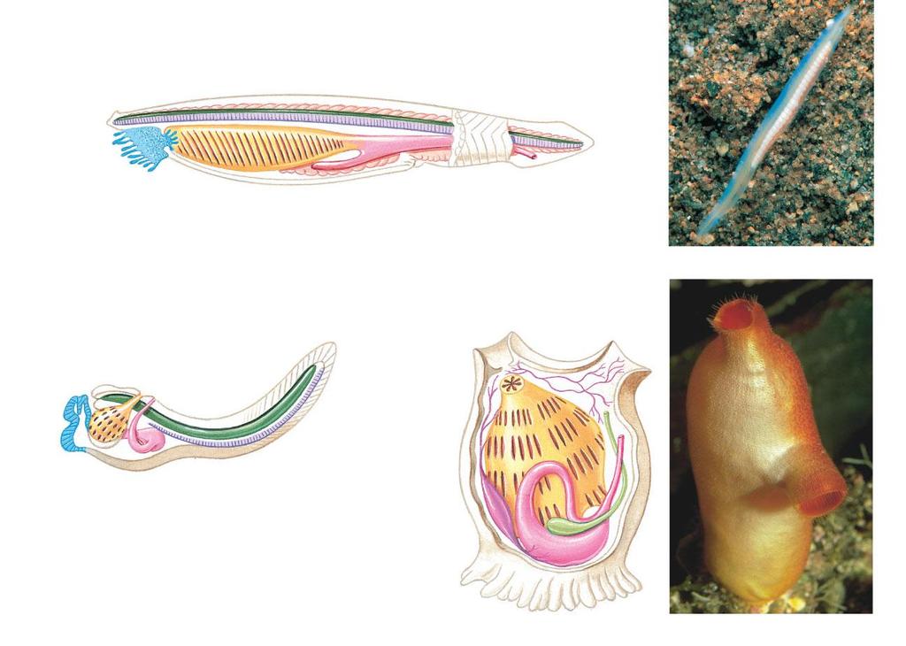 Figure 24-3 Invertebrate chordates nerve cord notochord gut muscle segments tail mouth anus gill slits (a) Lancelet incurrent siphon (water enters) excurrent
