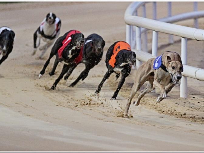 Suggested Dublin 2018 Activities Greyhound Race in Dublin As popular as horse racing, this type of race is practiced weekly throughout the Ireland.
