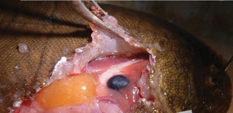 Pile-driving exposure in three fishes M. B. Halvorsen et al. 479 G St GB L G St GB L Figure 1. Examples of internal anatomy of the hogchoker in a control and exposed fish.