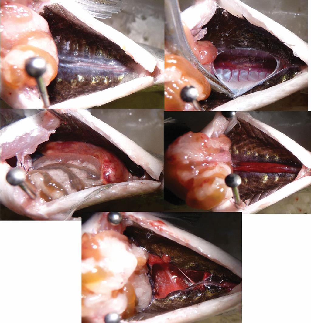 471 M. B. Halvorsen et al. Pile-driving exposure in three fishes G (c) (d) L Ad G (e) Figure 2. Examples of internal anatomy of the (a,b) Nile tilapia in control and (c,d,e) exposed fish.