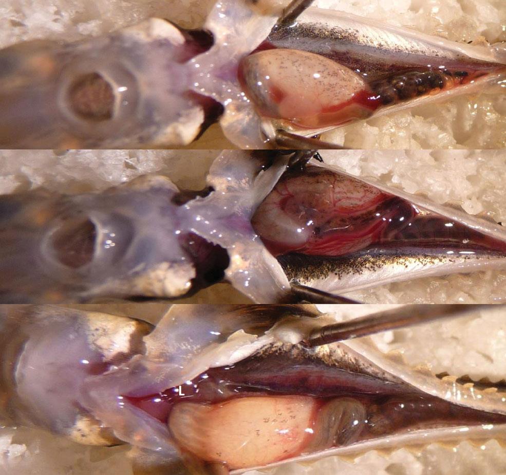 Pile-driving exposure in three fishes M. B. Halvorsen et al. 4711 Sp St (c) Figure 3. Examples of internal anatomy of the lake sturgeon in control and (b,c) exposed fish.