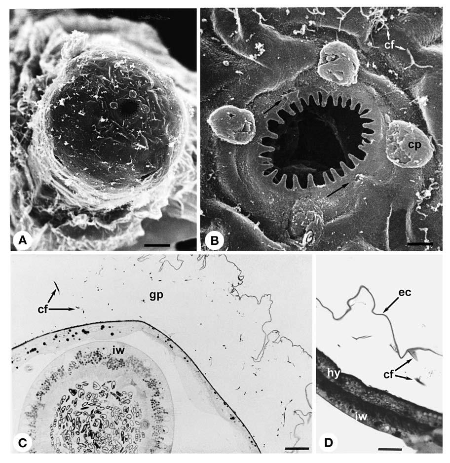 190 Dis Aquat Org 63: 185 195, 2005 Fig. 2. Anguillicola papernai from naturally infected Anguilla mossambica. Micrographs showing external features of adult.