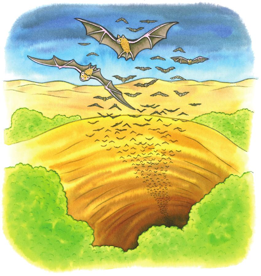 New Mexico Spring 2005 Core Grade: 04 Content: R Form: Core Position: Standard Tested: Bringing Back the Bats The sun has set. Wings flap through the night sky. Thousands of bats take flight.