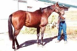 C.K. (1994b) E;idemiology study of gastric ulceration in the Thoroughbred race horse; 202 horses. Proc.